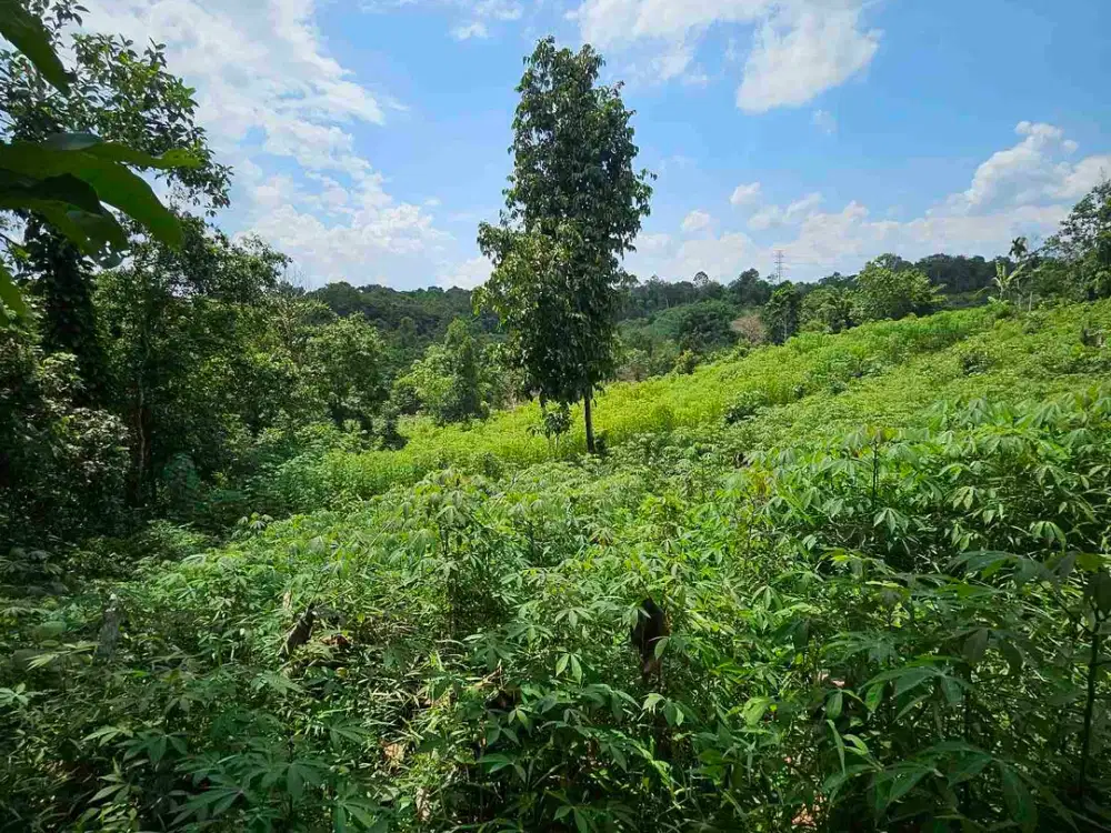 Dijual Tanah Jl KM13 Kariangau