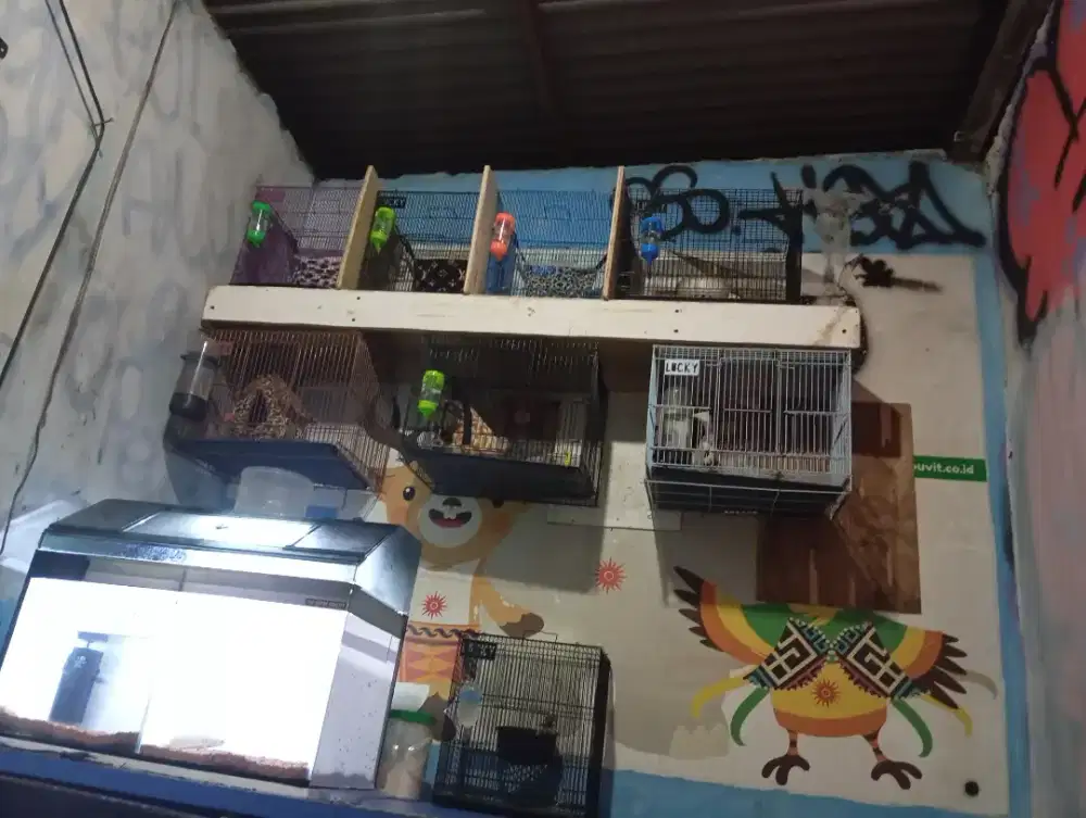 LA SUGAR GLIDER BAHAN TERNAK