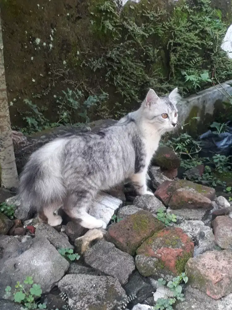 kucing persia anggora betina warna ekslusif jrg ada jinak total