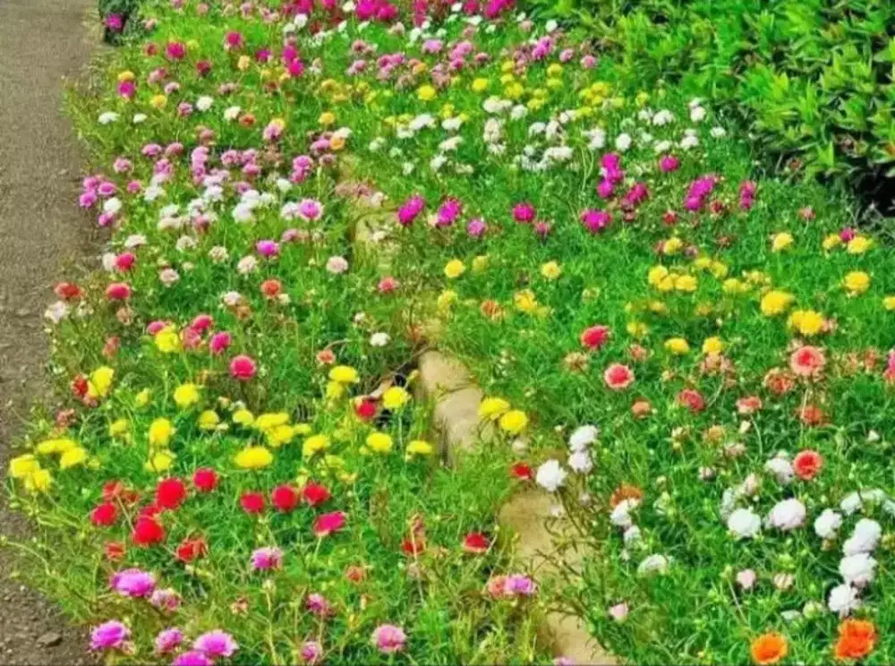 Pohon sutra bombai warna warni