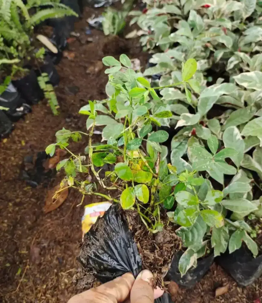 Pohon kacang kacangan