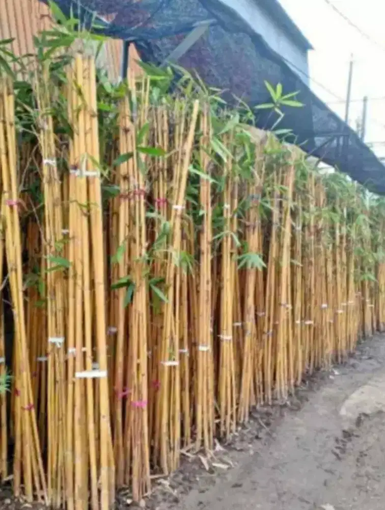 Bambu kuning siap tanam