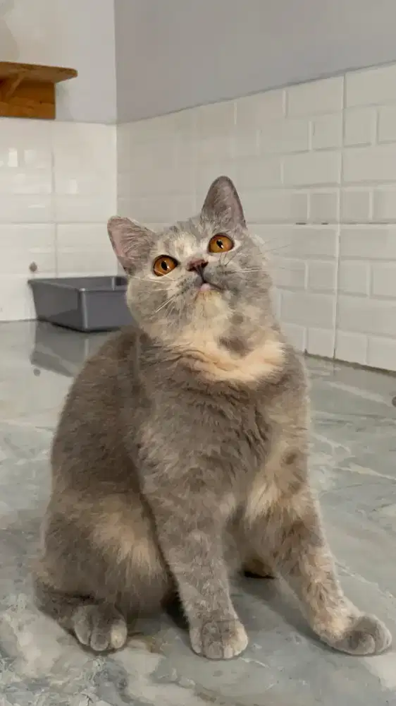 Kucing british Shorthair betina