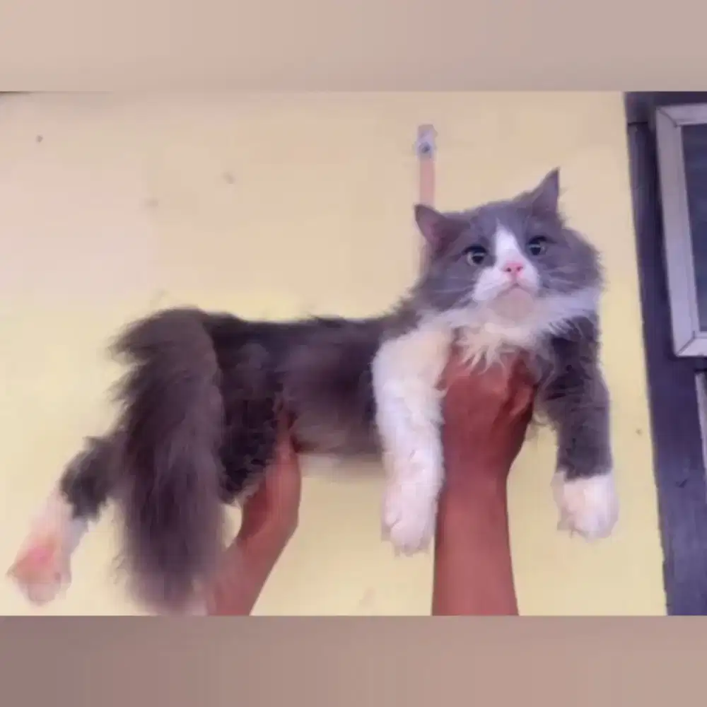 Kucing Ras Anggora Persia