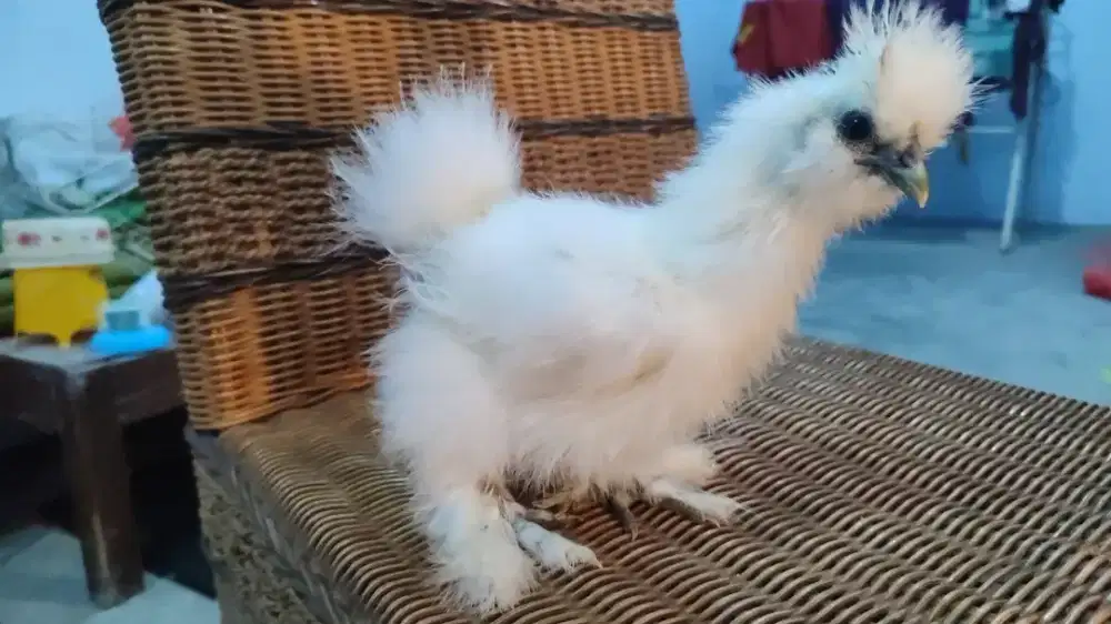 Ayam Hias American Silkie