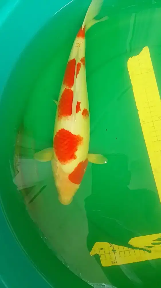 Ikan koi Kohaku size 42cm HQ