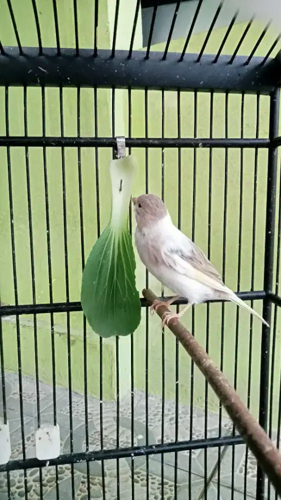 Kenari Loper Panda Jantan