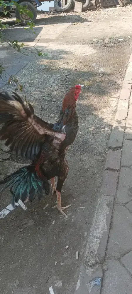 Ayam bangkok berbagai usia trah jelas banyak jenisnya ternakan sendiri