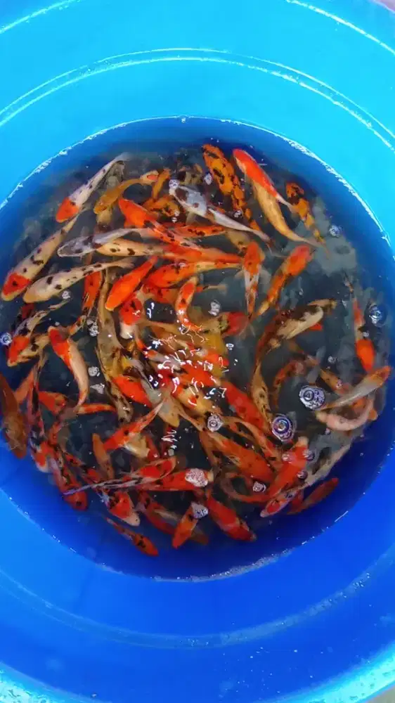 Koi Ori Blitar paket 75ekor 10-15cm murmer saja