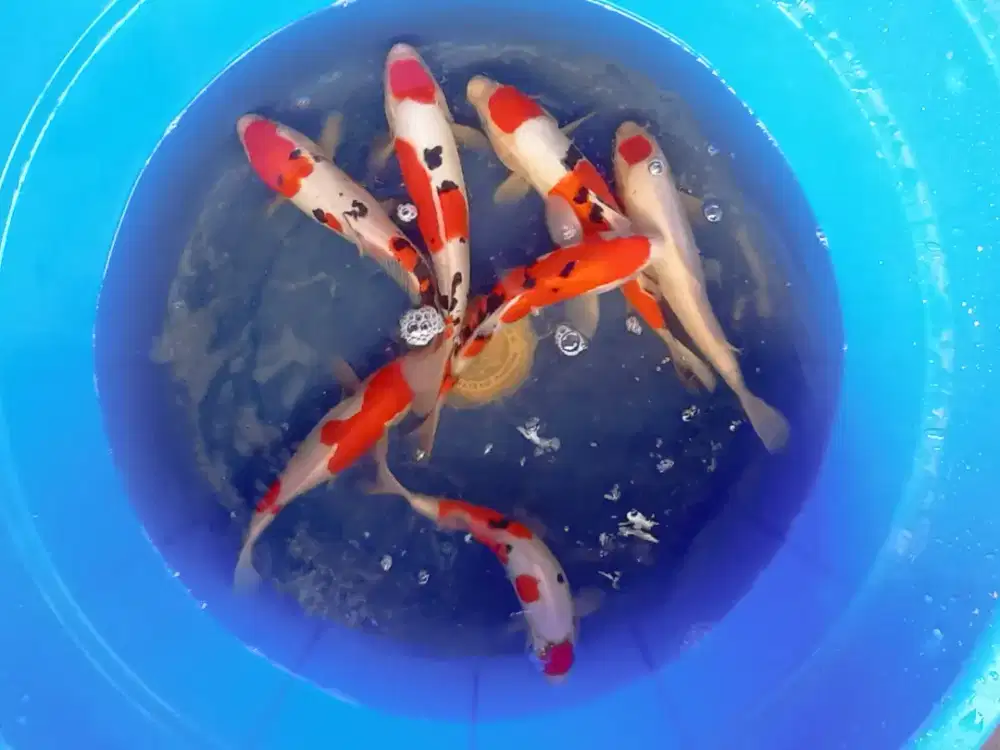 Koi Blitar Paket 7ekor Grade A Gosanke Doitsu 25-30cm Jos