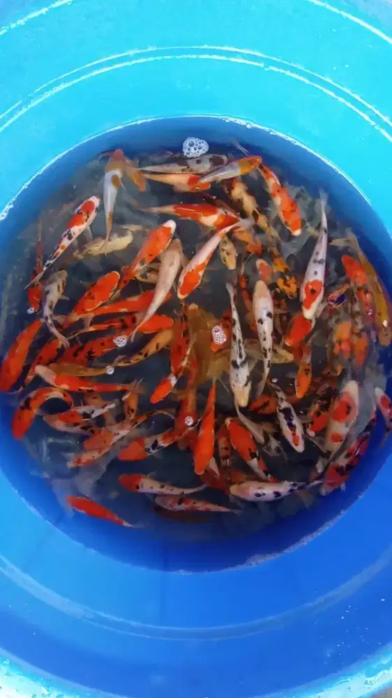 Koi Borongan 70ekor 10-15cm jenis mix Ori Blitar