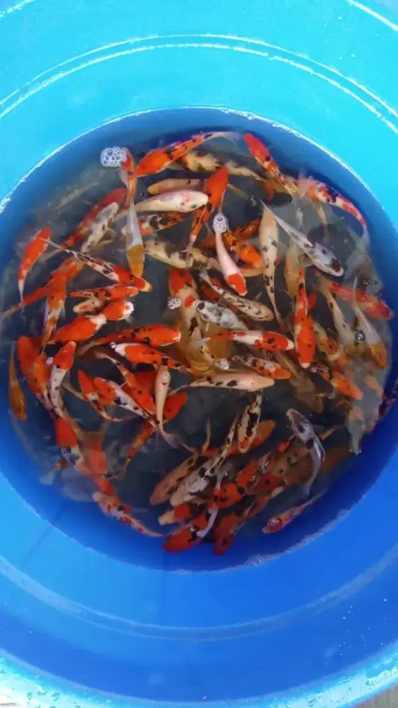 Koi Blitar paket 70ekor mix 10-15cm murmer