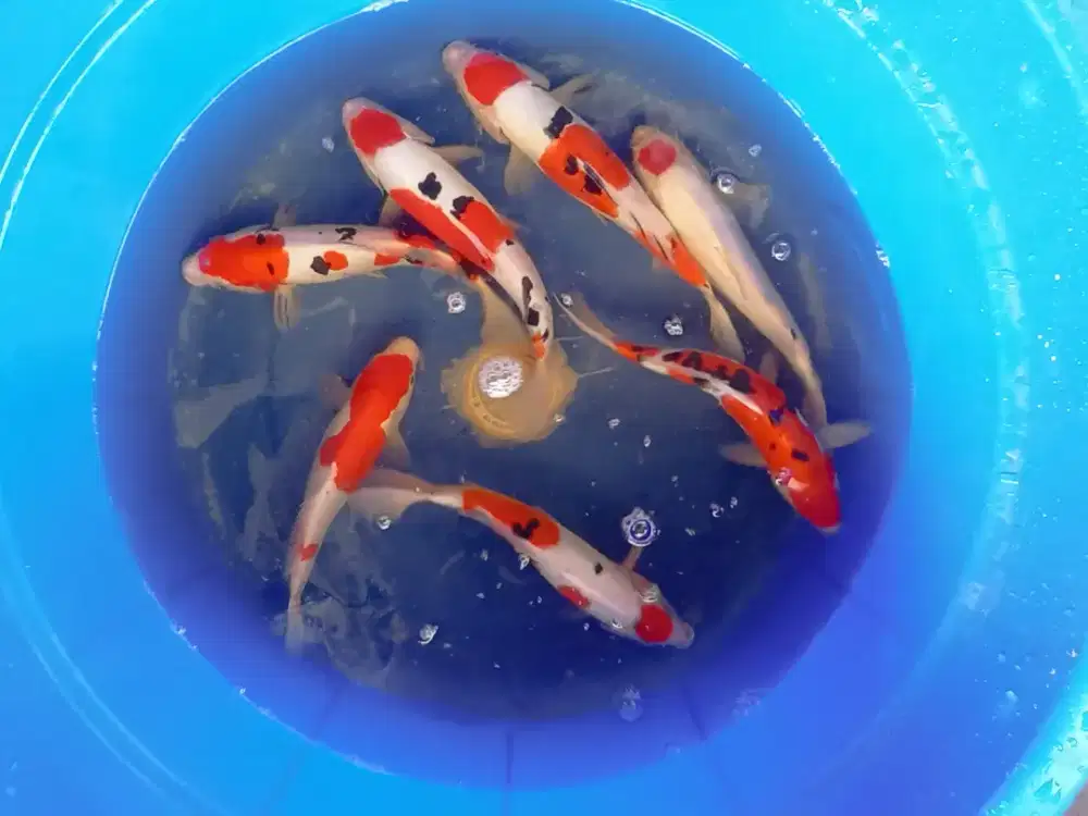 Koi Gosanke Doitsu paket 7ekor 25-30cm Grade A Blitar