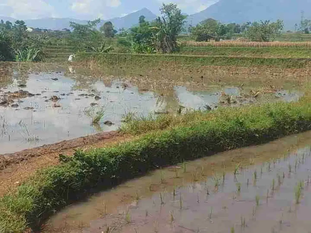 JUAL CEPAT TANAH SAWAH MURAH CIPARAY BANDUNG SELATAN