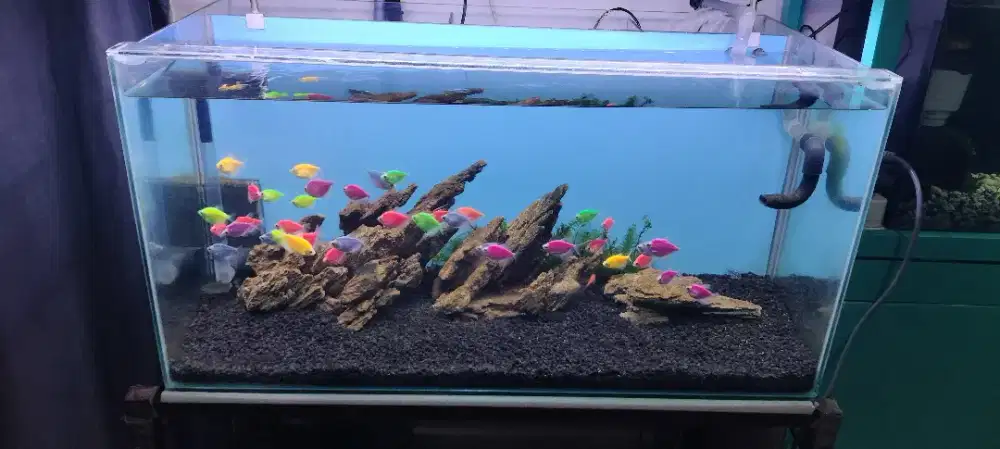 akuarium, ikan dan hiasan akuarium