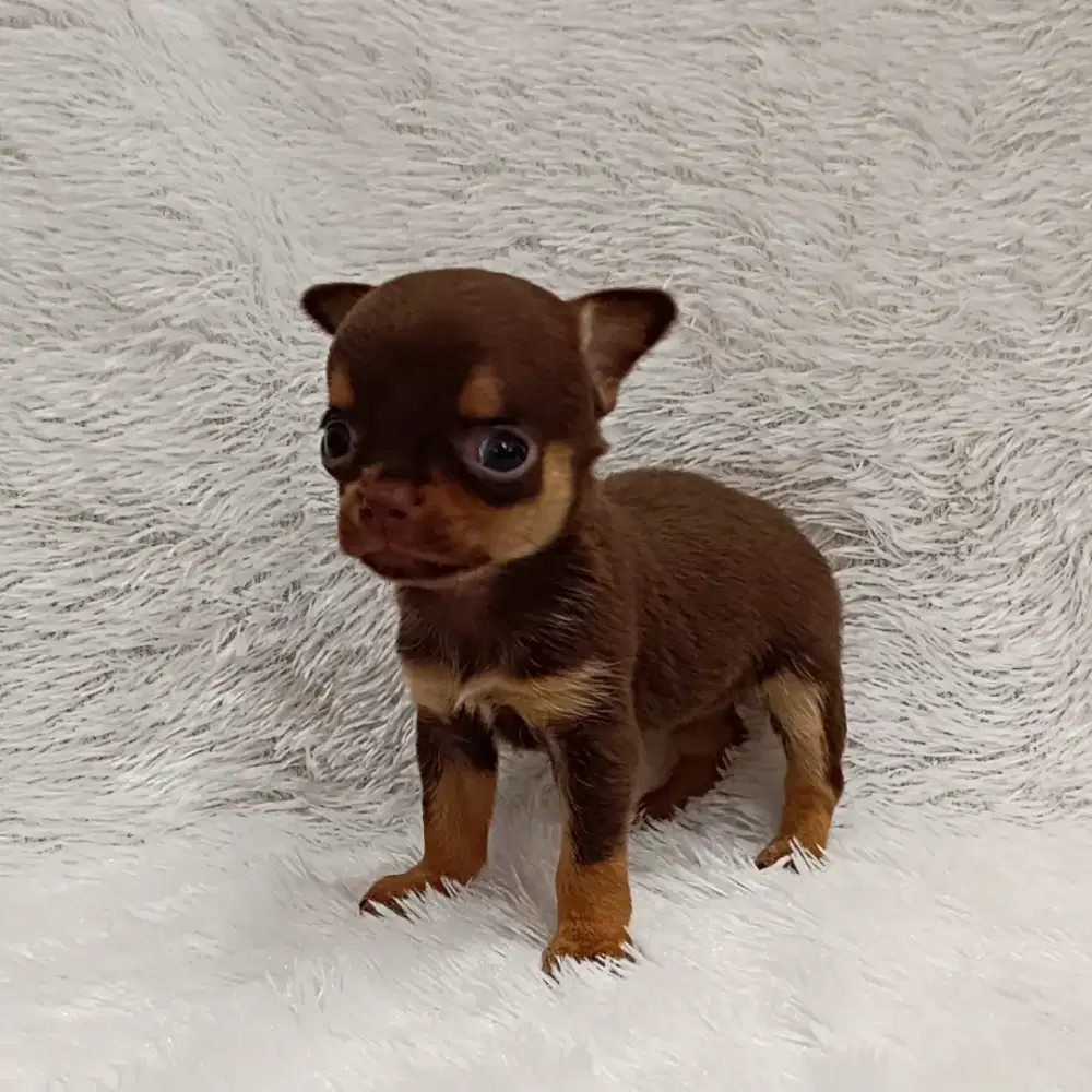 Chihuahua Puppy
