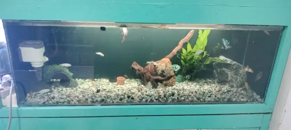 akuarium, ikan, dan hiasan akuarium