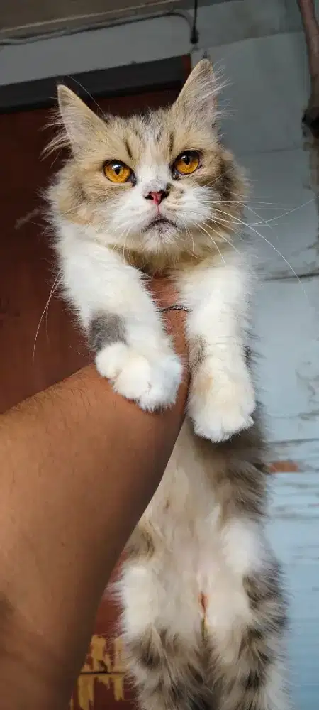 kucing flatnose dewasa (proven sekali)  birahi