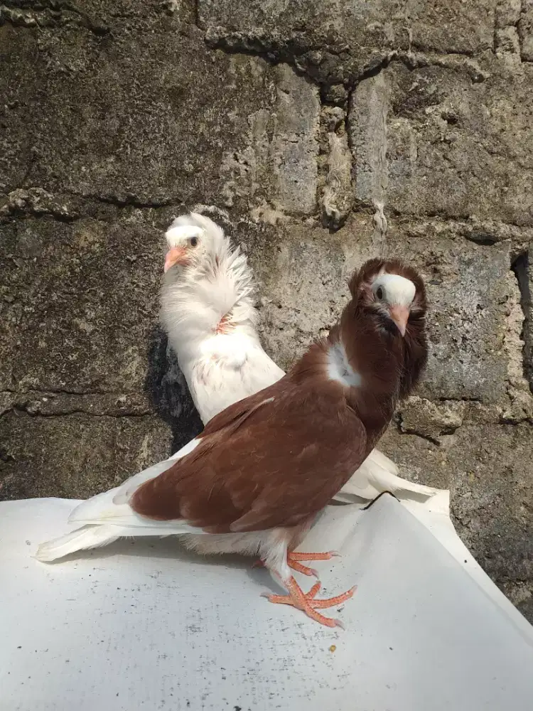 Merpati Hias CAPUCIN