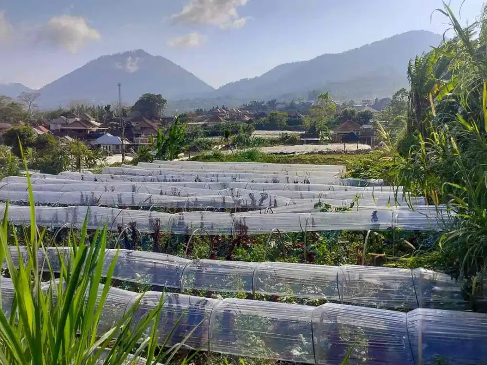 Dijual tanah dikawasan pariwisata Bedugul