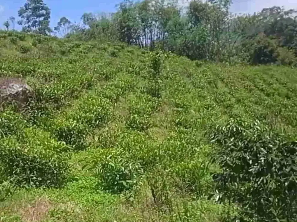 Tanah kebun ciwidey cibeber pinggir jalan
