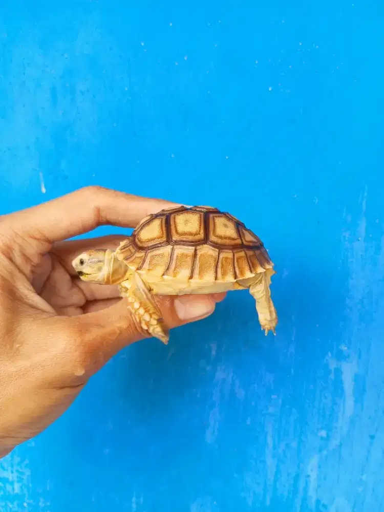 KURA DARAT SULCATA SIZE 7,5CM