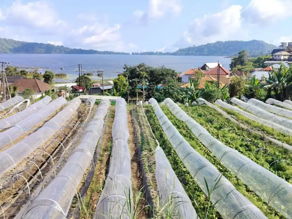 Tanah View Danau Beratan Bedugul Baturiti Tabanan
