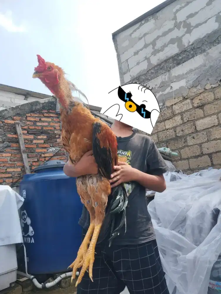 Ayam jago jumbo grl