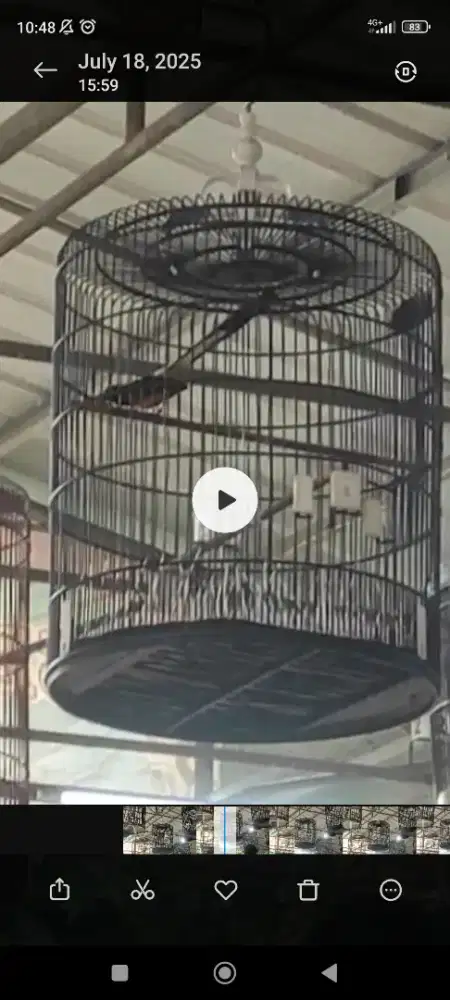 Murai batu muda. Ekor panjang 23-24 cm