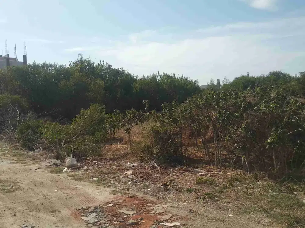 Tanah Sewa Gunung Anyar Rungkut Surabaya