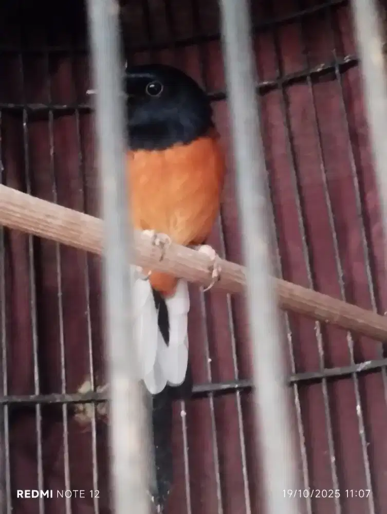 Murai Batu Ori Lokal Hutan Sumtra Aceh