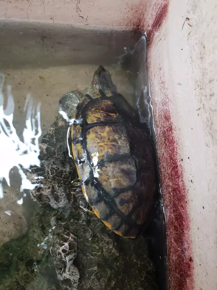 Kura-kura Brazil 22 cm