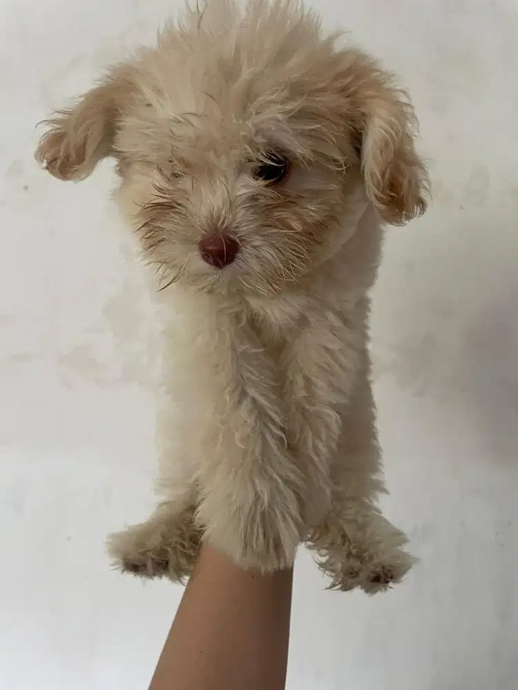 Anak Anjing Mix Minipom And Poodle