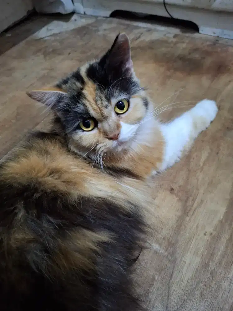 Persia betina longhair dewasa calico