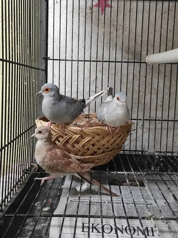 Sepasang siapan diamond dove silver