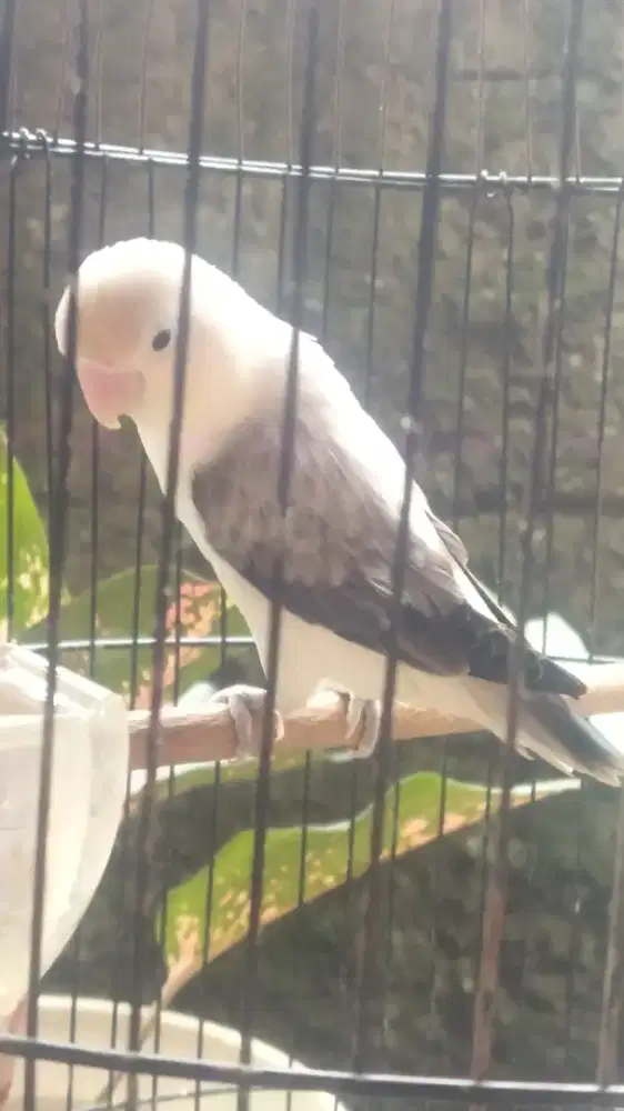 Burung Lovebird Betina aktif bunyi