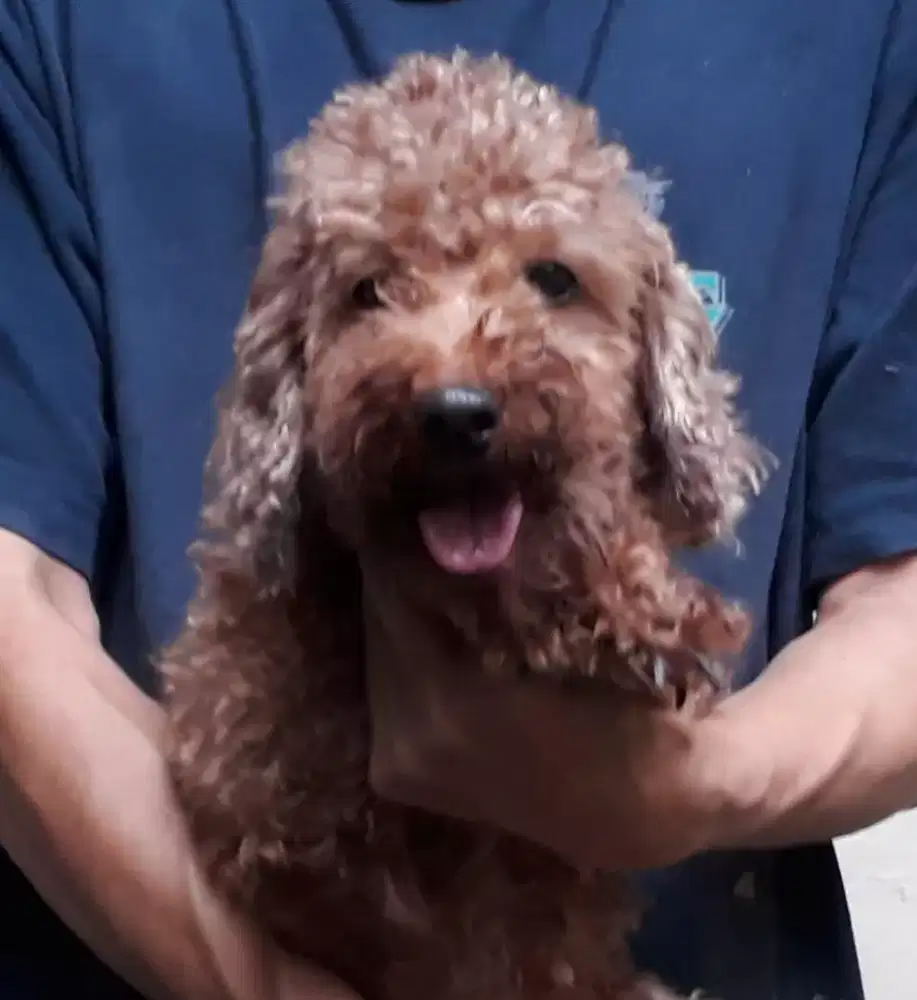 Poodle stambum semi hibah