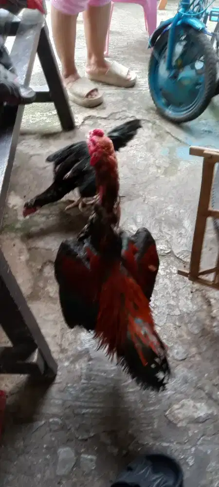 Ayam Birma telor biru