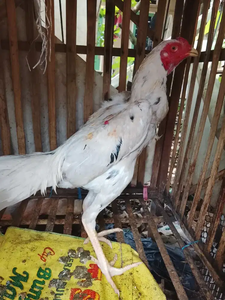 Jual ayam muda pakoy