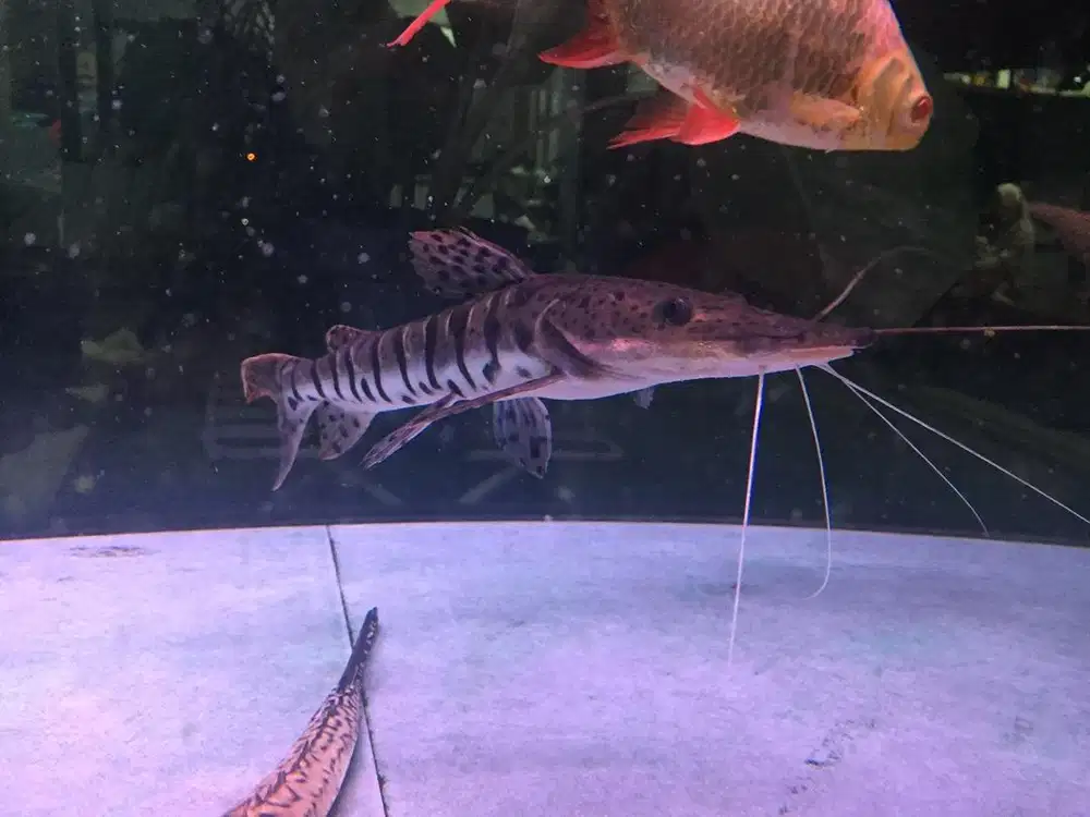 Dijual Ikan Tiger Cat Fish