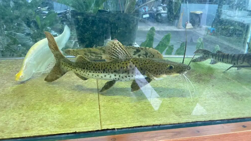 Dijual Ikan TSN Leopard