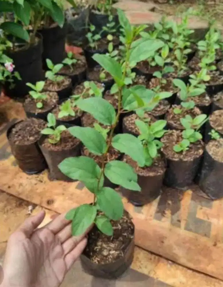 Kegunaan bibit daun bidara

Tumbuhan obat