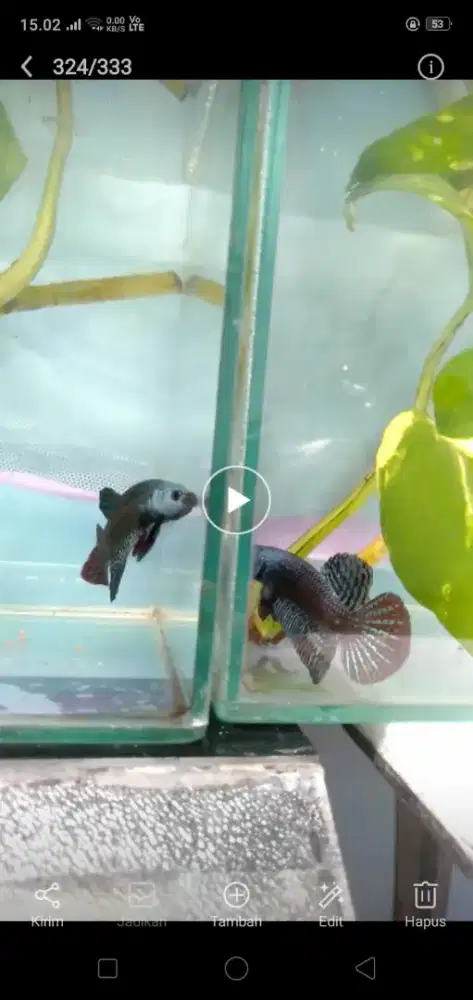 Wild betta cupang alien hibrid