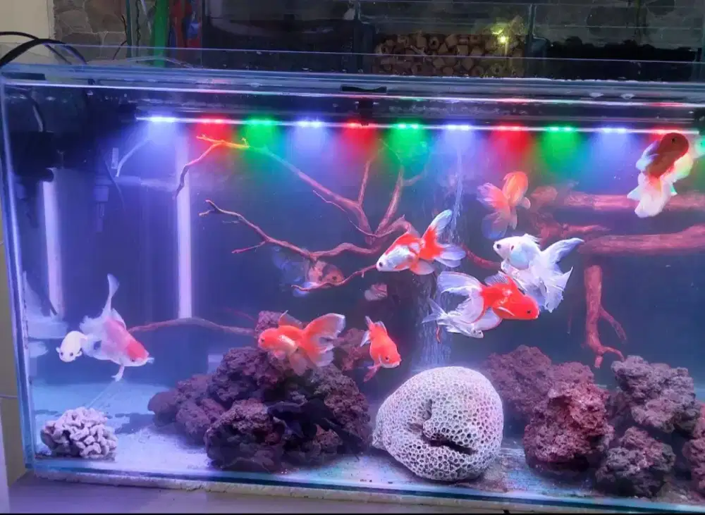 AQUARIUM ikan Hias