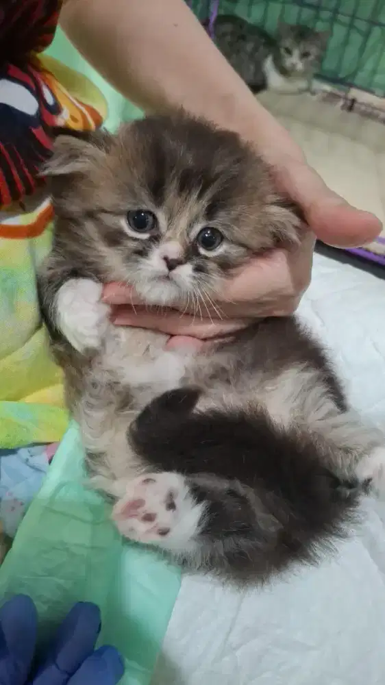 Kucing Munchkin RH jantan