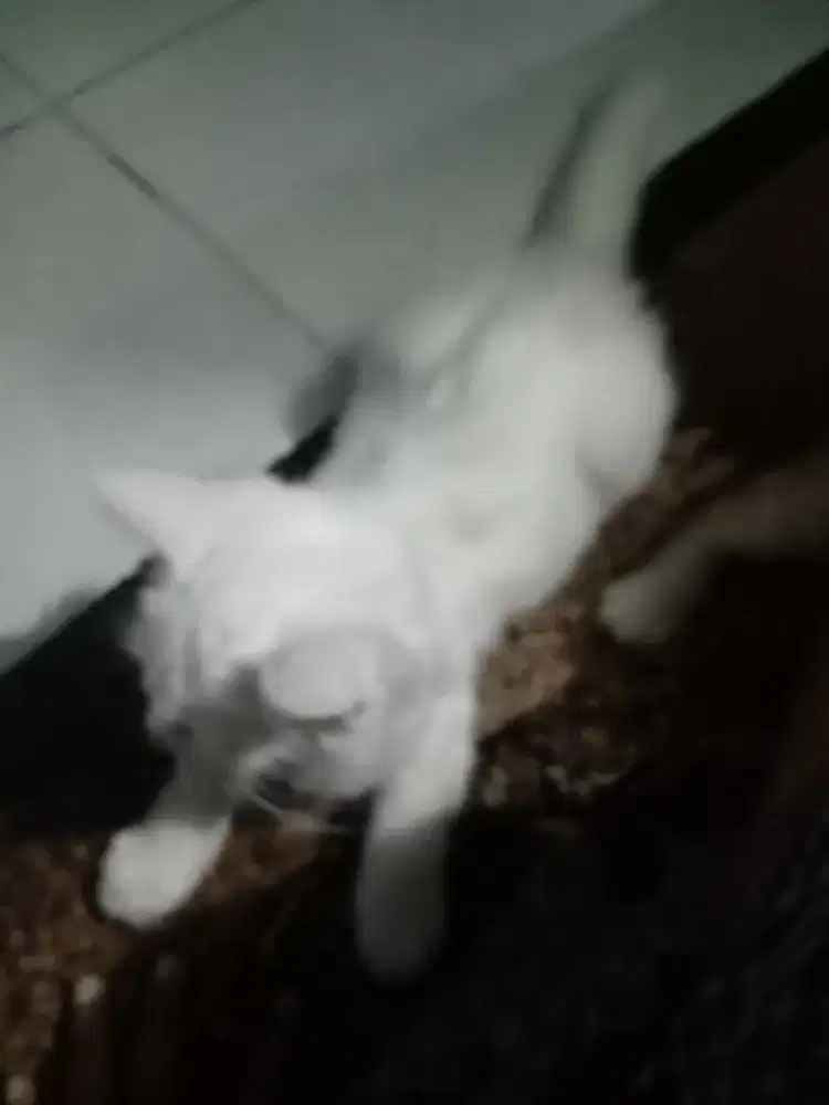 Kucing kitten  betina usia 3 bln