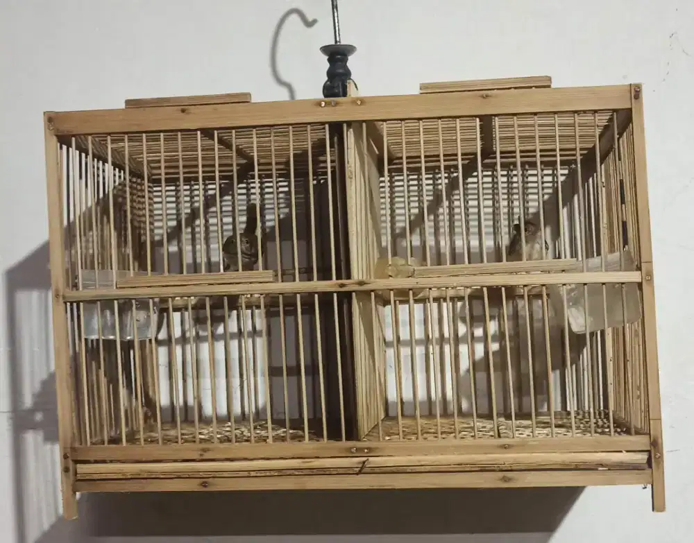 Prenjak lumut voer + kandang