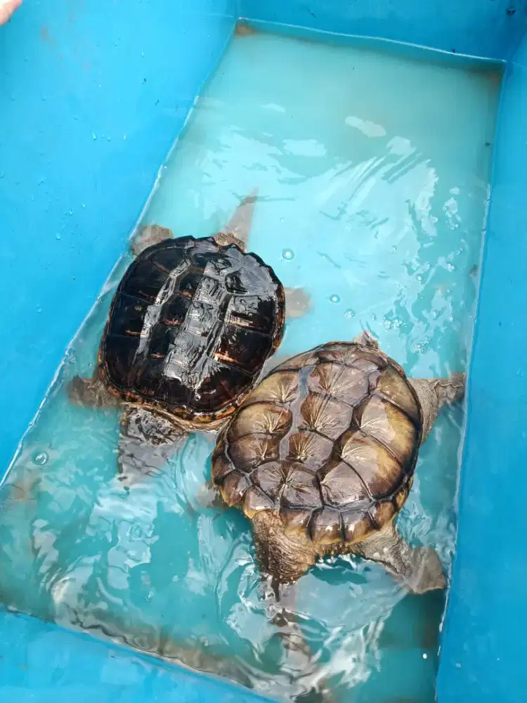 Kura air CST Common snapping