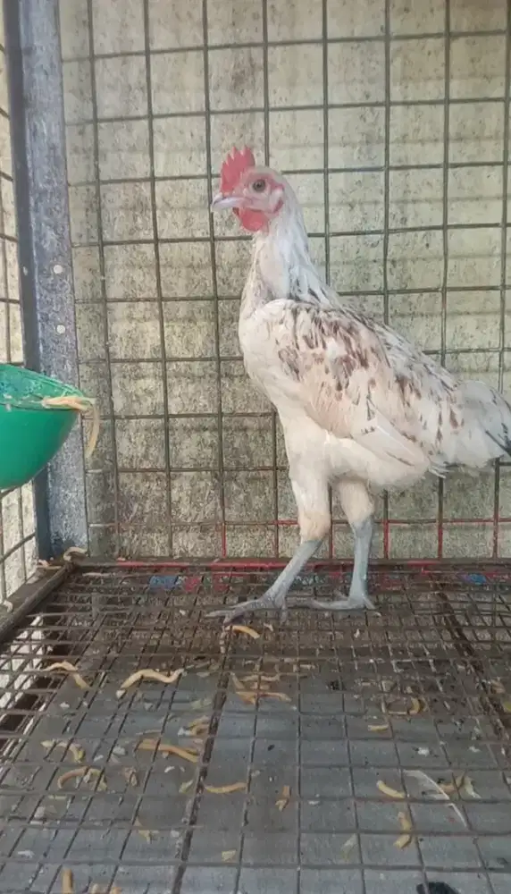 Ayam Ketawa Jantan