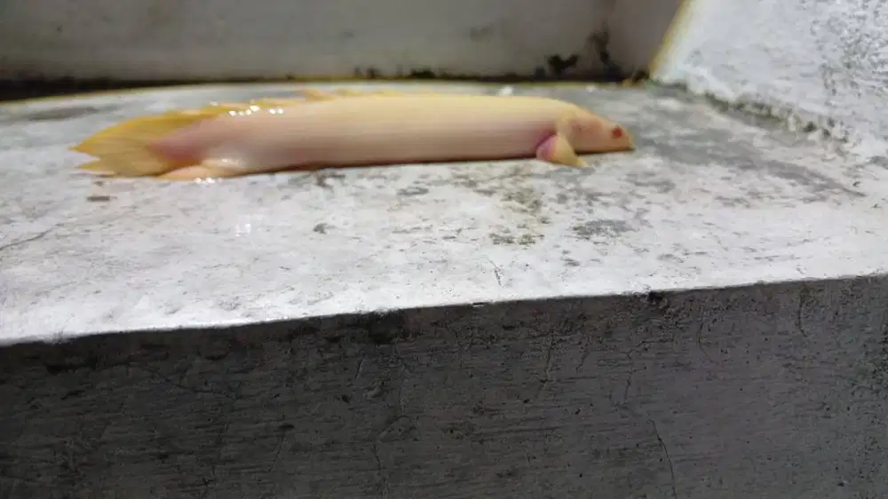 Ikan Palmas Albino